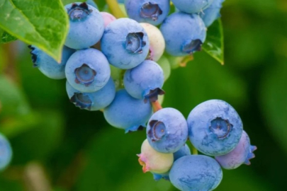 Yatmadan önce bir avuç yiyin, o hormonu zirveleyin...