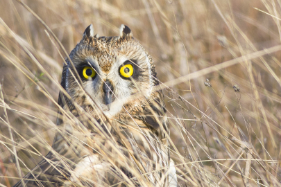 Küresel ısınma yaban hayatını etkiledi! Ayılar ve leylekler ezberlerini bozdu