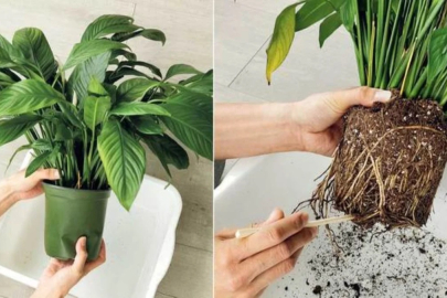 Evde çiçek yetiştirenler dikkat!