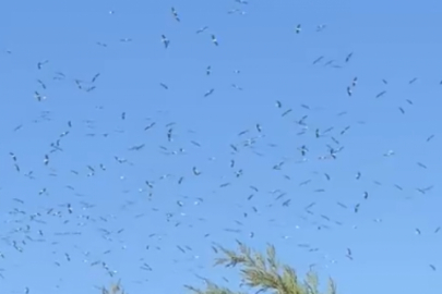 Bursa'da baharın müjdecisi leylekler göçe devam ediyor