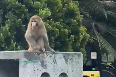 İstanbul'da firari maymun vatandaşlara saldırdı