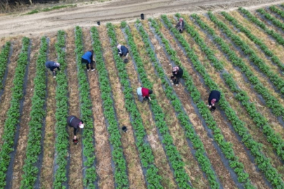 Bursa'da turların düzenlendiği bu tarladan çilek yemek ücretsiz