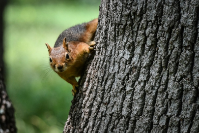 Bursa Balat Atatürk Kent Ormanı'nın sevimli sakinleri