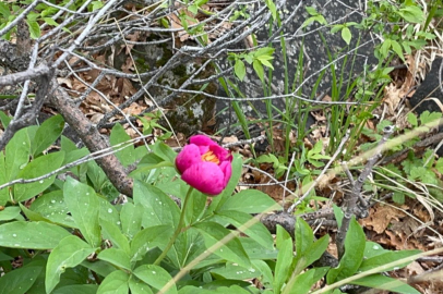 Erciyes Dağı'nda şakayıklar açtı: Çiçeği koparmanın bedeli 244 bin TL