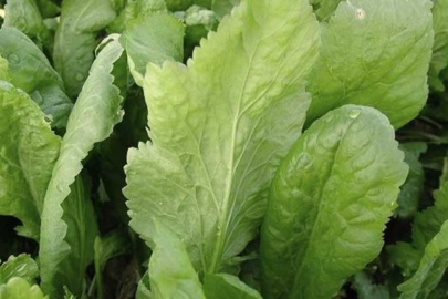 Tere suyu içmenin inanılmaz faydaları! Tertemiz yapıyor...