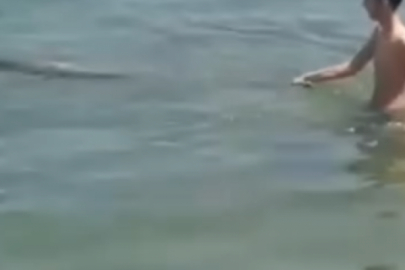 Bursa'da yavru yunus balığı ölü bulundu!