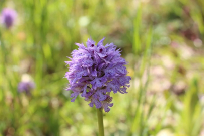 Trabzon'da salep üreticisinin yüzü güldü: Kilosu bin 500 TL'den satılıyor