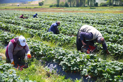 Çilek bahçeleri, Kahramanmaraş'ta göçü tersine çevirdi