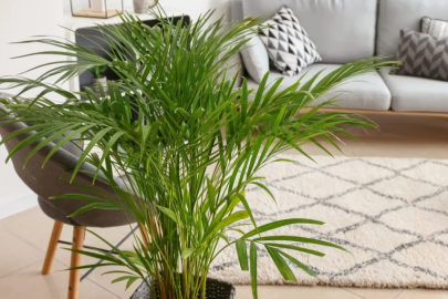 Sıcaklığı emiyor: İşte evi klima gibi serinleten bitkiler