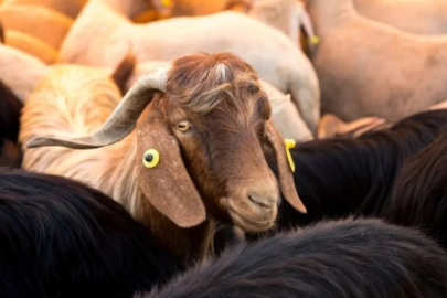 Kurban kesilirken nasıl dua edilir?