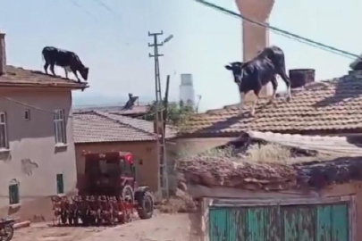 Uçan boğa herkesi şok etti!