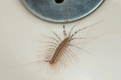 Kırkayak istilasına son! Bu yöntemle evinizin yanından geçemiyor