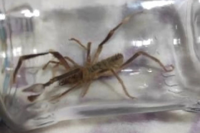 Hakkari'de güçlü zehri ile bilinen sarıkız örümceği görüldü