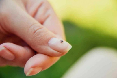 Pireler bir hastalığa yol açar mı?