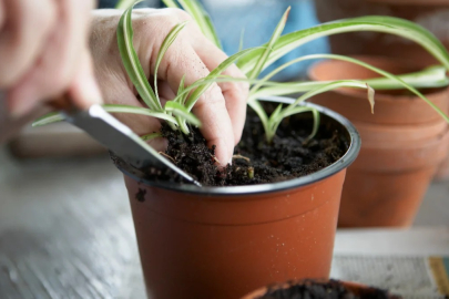 Evinizde bu çiçeği yetiştirin, borçlarınızdan kurtulun...
