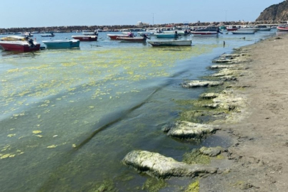 Bursa'nın Eşkel sahilini yosunlar kapladı