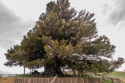 Türkiye’nin en yaşlı ağacı bulundu! 4 bin yıllık ömrü daha var...