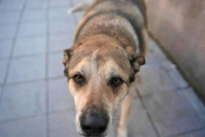 Sokak köpekleri için 'Canlı canlı derisini yüzerim' dedi: Sosyal medya ayağa kalktı!