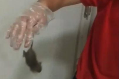 Fare elini ısırdı, 'bir şey olmaz dediler' iddiası