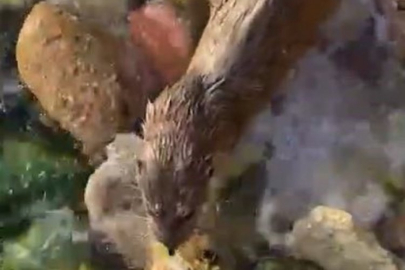 İstanbul'da nesli tükenmekte olan su samuru görüntülendi