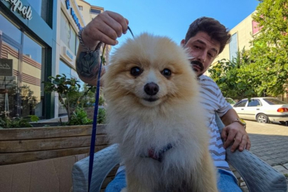 Tokat'ta tasmasız ve ağızlık olmadan bırakılan doberman cinsi köpek dehşet saçtı