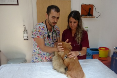 Köpeklere işkence olayında eski erkek arkadaş detayı!