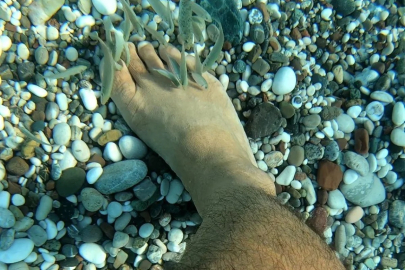 Antalya'da deniz kıyısında görülen balıklar, tedavi ediyor