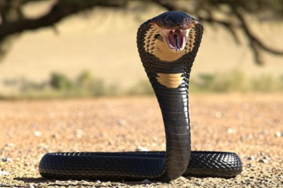 Dünyanın en uzun yılanı yakalandı!