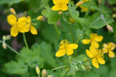 Bu bitkinin 1 damlası bile göz hastalıklarını iyileştiriyor!