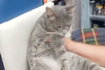 Rize'de 1 kilo bal yiyen kedi baygınlık geçirdi