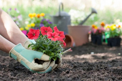 Bahçenizi yaza hazırlayın! Eylül'de ekilmesi gereken 5 ağaç ve bitki...