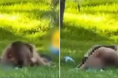 Parkın ortasında cinsel ilişkiye girdiler!