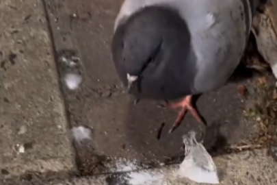 Hareketsiz duran güvercinin videosu gündem oldu!