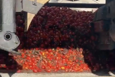 Salça fabrikasındaki pislik şok etti