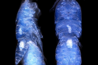 Araştırma ekibi, Batı Antarktika’da yeni bir canlı türü keşfetti