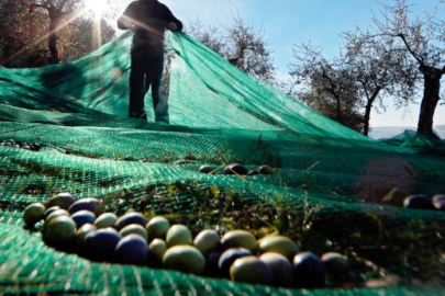 Bursa'da zeytin toplama yevmiyeleri belli oldu!