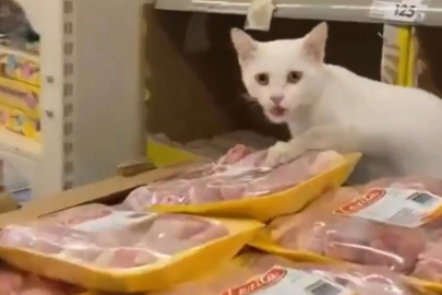 Marketteki tavukları yiyen kedi kamerada