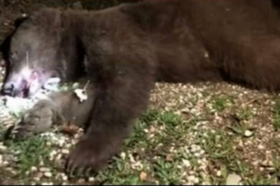 Ayı saldırısına uğrayan adamın hali içler acısı