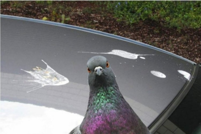 Arabadan kuş pisliği en zararsız nasıl çıkarılır?