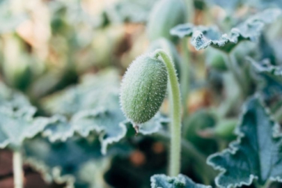 Tohumlarını 30 milisaniyede 10 metre kadar fırlatabiliyor, Eşek Hıyarı!