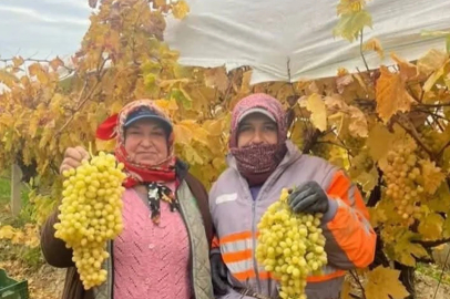 Manisa’nın Sarıgöl ilçesinde hasat kışın da devam edecek