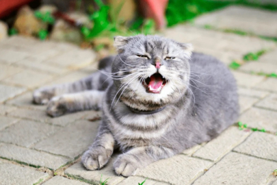 Kedilerin hapşırmasının sebebi bakın neymiş!