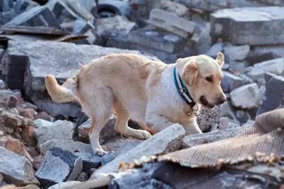 Köpekler depremi önceden hissedebilir mi? İşte yanıtı...