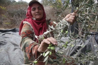 Bursa'da yevmiyeci sorunu, zeytinde hasat süresini uzatacak!