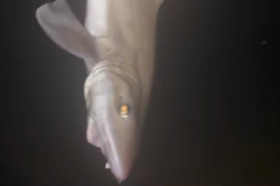 Bursa'da hobi amaçlı balık tutarken oltasına köpek balığı takıldı!