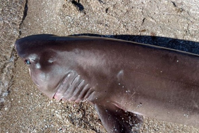 Sahile ölü köpek balığı vurdu!