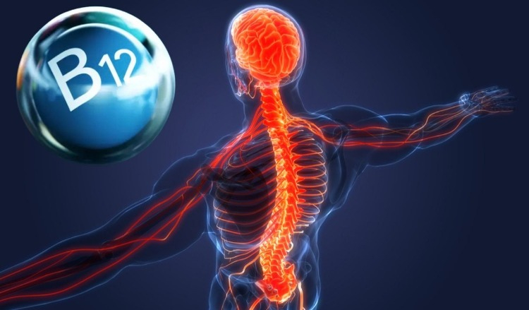 B12’nin Görevleri Nelerdir?