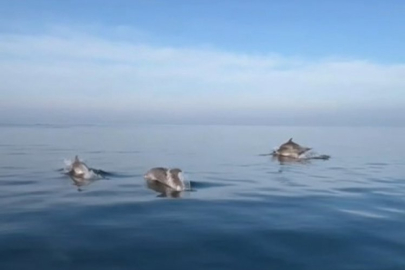 Bursa'da balık tutmaya gitti! Onları görünce her şeyi unuttu