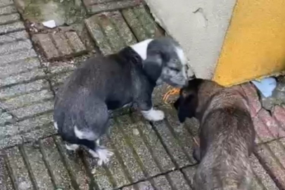 Bursa'da müdür yardımcısının bahçede beslediği köpekler öğrenciyi ısırdı