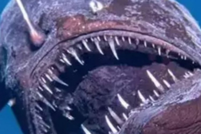 'Kara deniz şeytanı' ilk kez görüntülendi